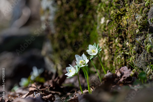 Eranthis byunsanensis