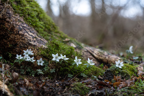 Eranthis byunsanensis