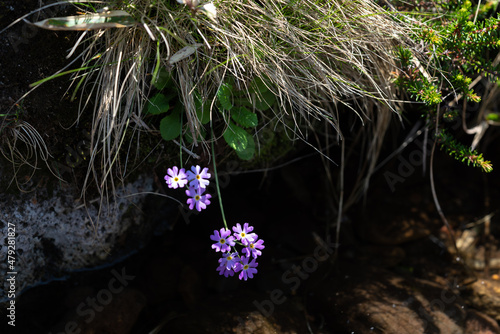 Primula modesta