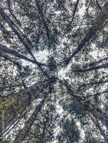 trees in the woods