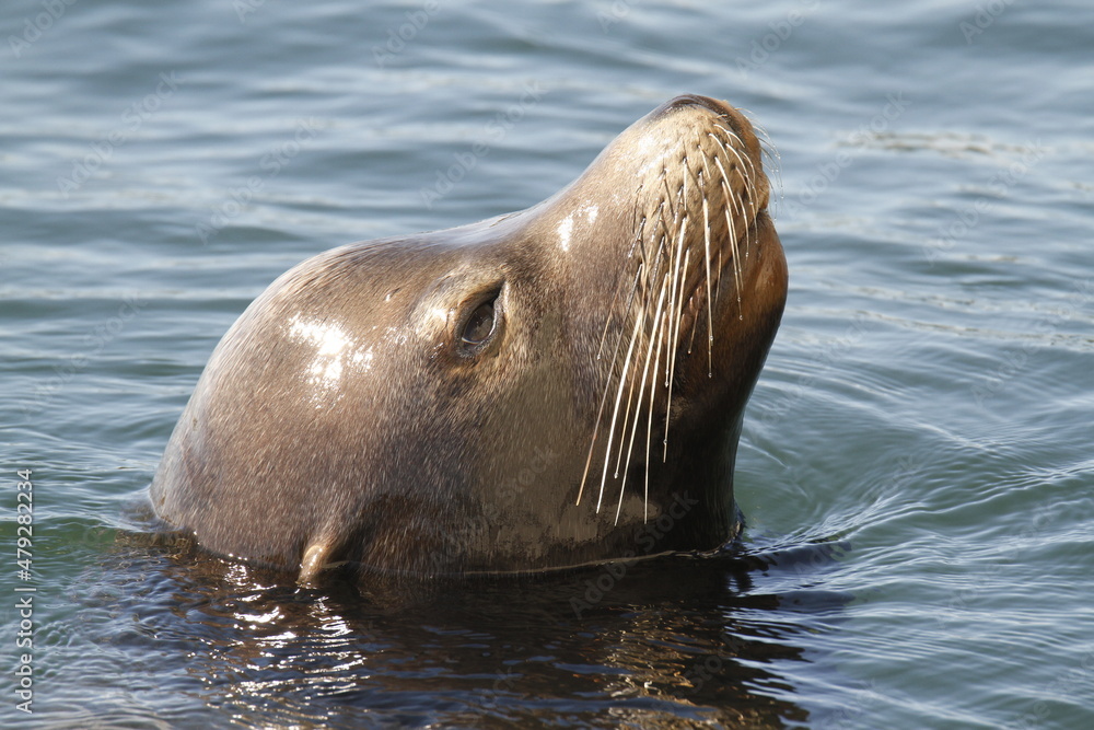 Fototapeta premium A close-up of a sea lion swimming in the ocean