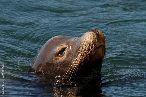 A close-up of a sea lion swimming in the ocean