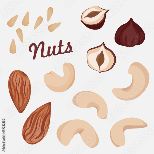 Vector set of cashews, almonds, hazelnuts, pine nuts isolated on white background. 