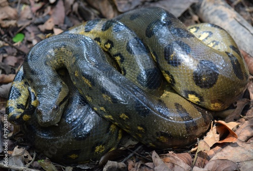 Фотография anaconda