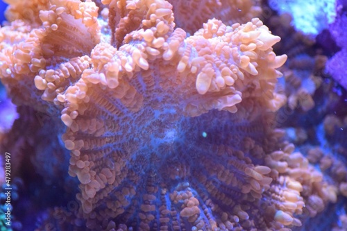 nebula coral © Matthew