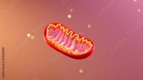 Cross-section view of Mitochondria. Mitochondrion animation. Inside organism. photo