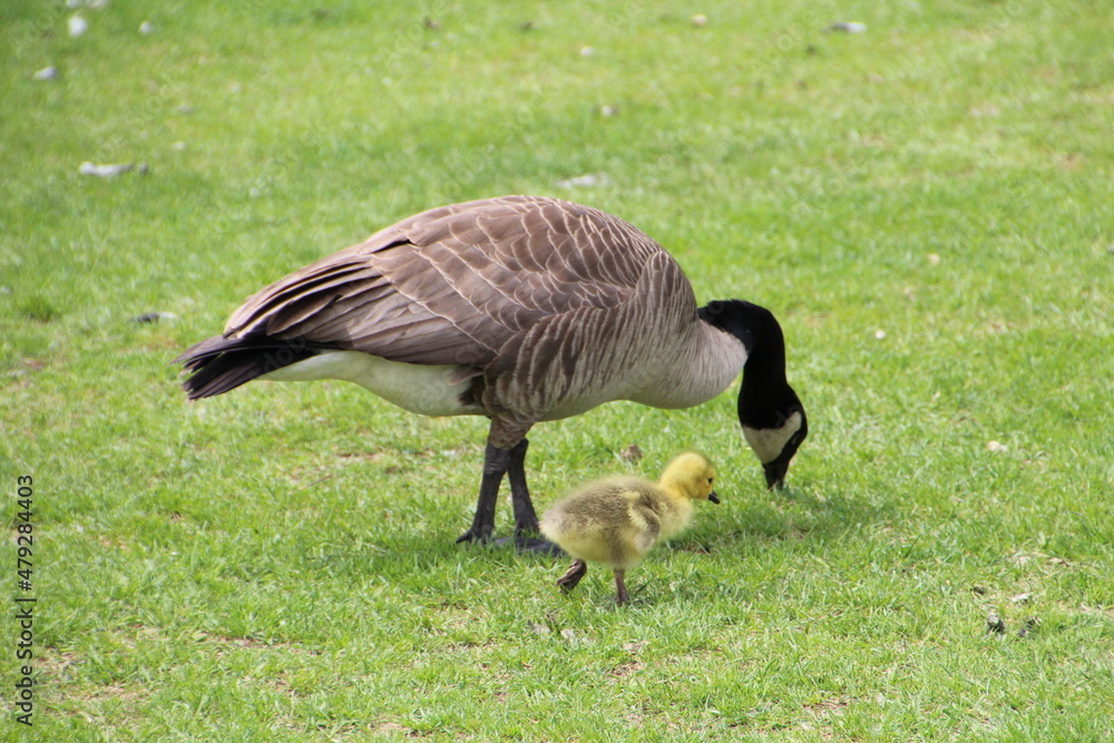 Gosling With Mother Goose, William Hawrelak Park, Edmonton, Alberta Gosling With Mother Goose, William Hawrelak Park, Edmonton, Alberta