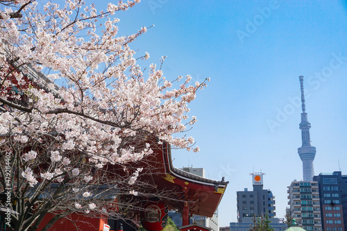 Canvas Print cherry blossom