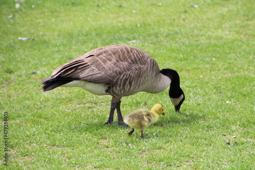 Gosling With Mother Goose, William Hawrelak Park, Edmonton, Alberta
