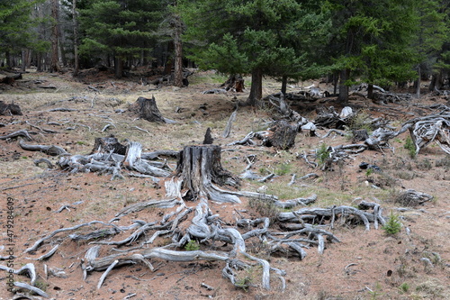 Old stumps in the forest of the Kurai steppe. Gorny Altai, Kosh-Agachsky district, Russia photo