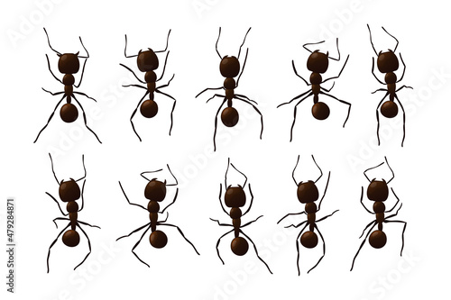 Black ant trail. Working insect curve group silhouettes isolated on white background. Vector illustration.