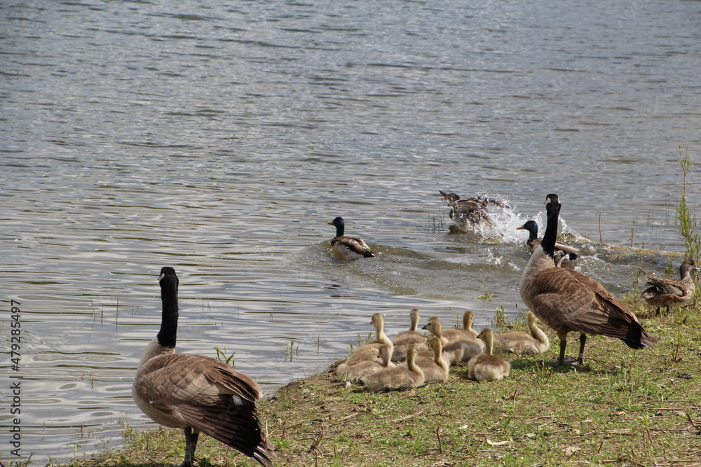 Family On The Water, Gold Bar Park, Edmonton, Alberta