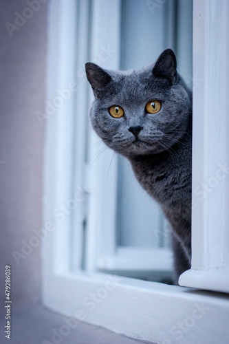 British blue cat looking out of the window