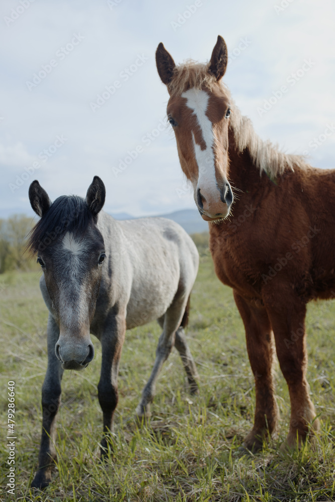 Horse in the field mammals animals nature travel Horse in the field mammals animals nature travel