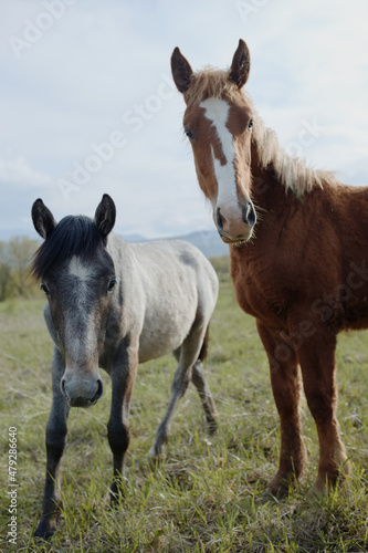 Horse in the field mammals animals nature travel