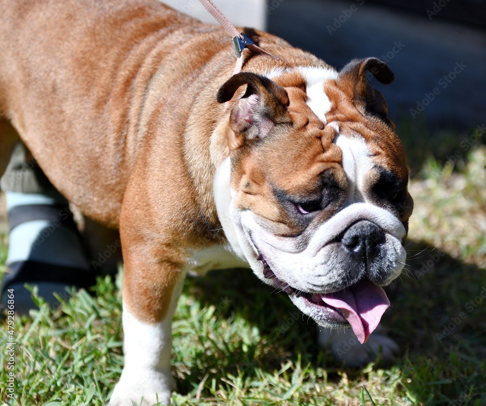 Dog breeds American bulldog on a walk on a summer day Dog breeds American bulldog on a walk on a summer day