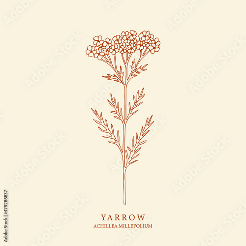 Hand drawn yarrow illustration. Botanical design for organic cosmetics, aromatherapy, medicine photo
