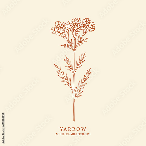 Hand drawn yarrow illustration. Botanical design for organic cosmetics, aromatherapy, medicine