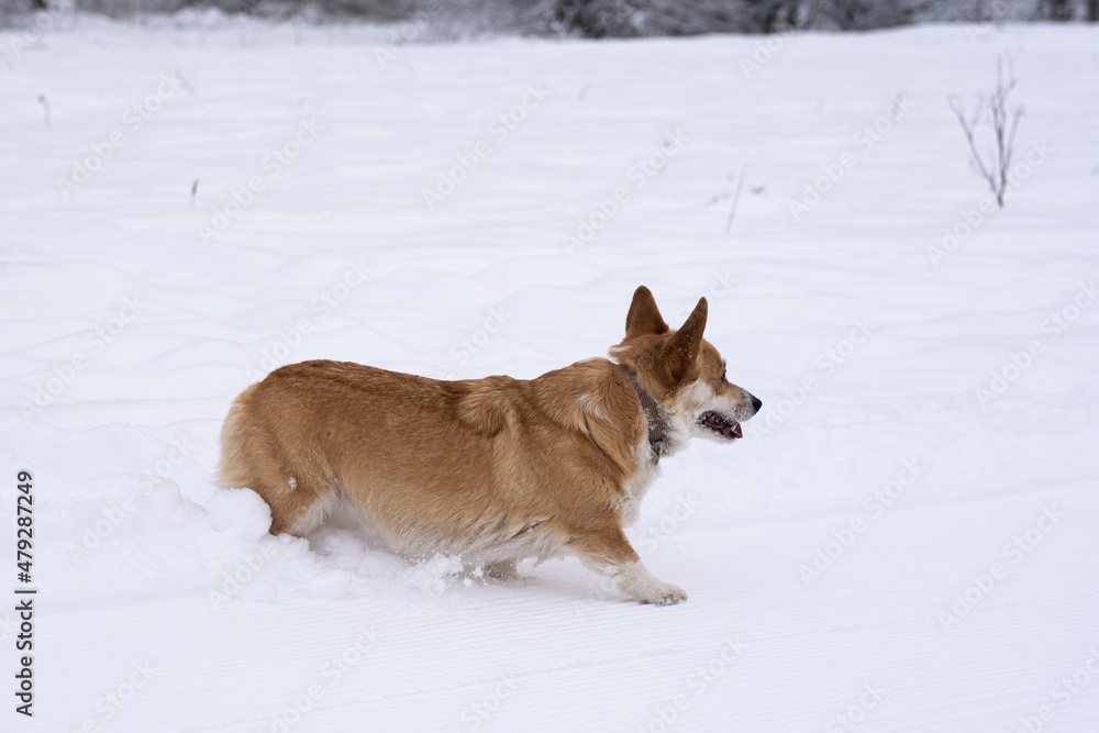 A dog in the snow. Winter in Russia A dog in the snow. Winter in Russia