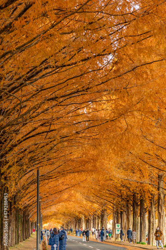 滋賀県マキノ高原のメタセコイア並木の紅葉