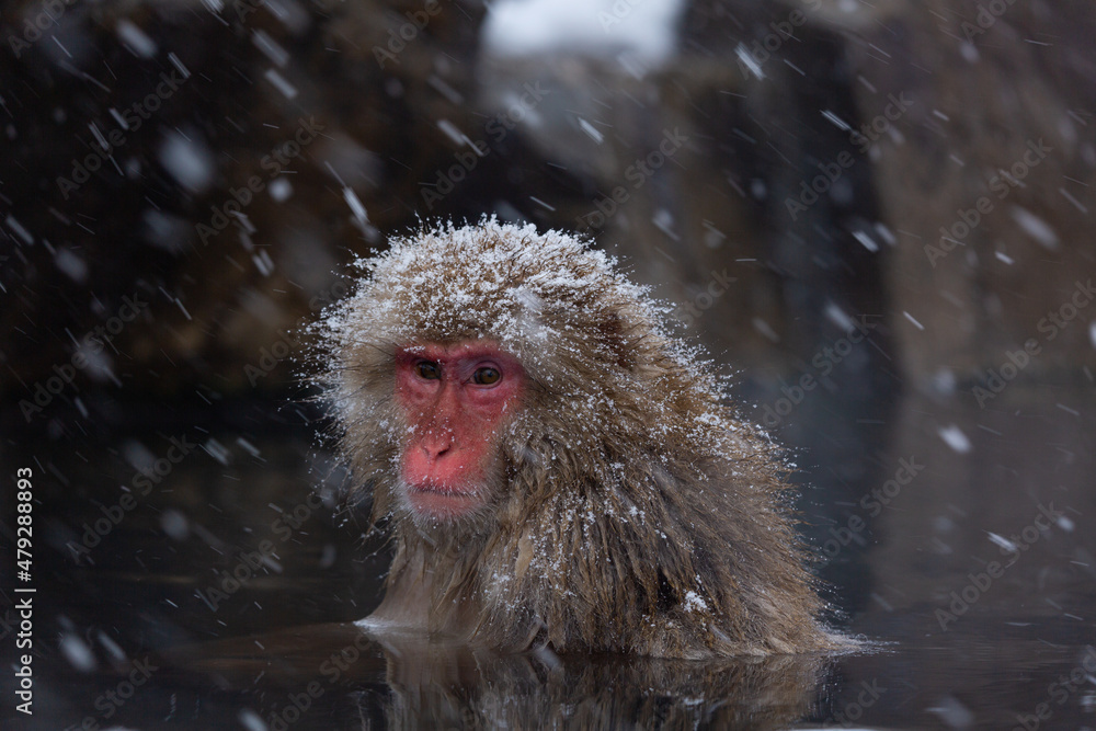 Naklejka premium Snowmonkey