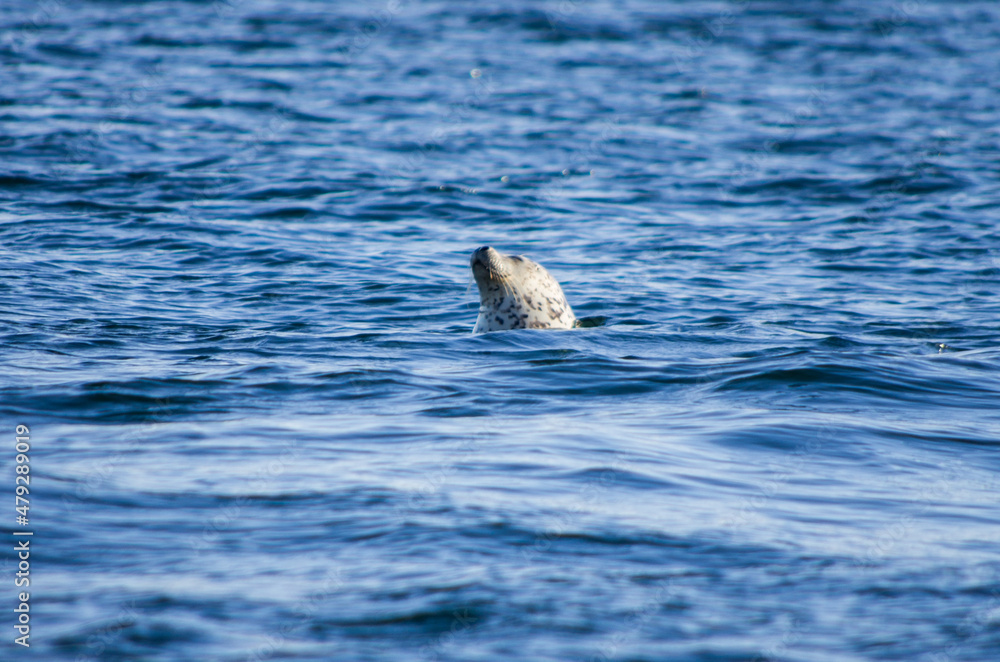 Fototapeta premium largha