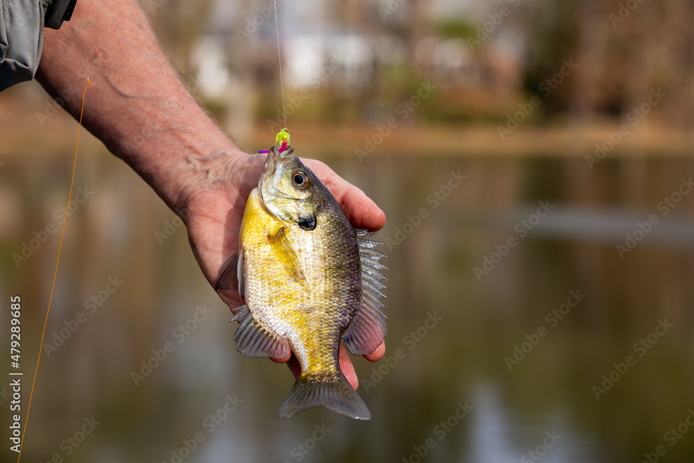 Hand holding bluegill fish