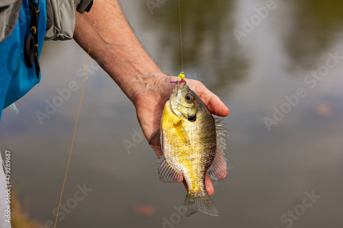 Hand holding bluegill fish photo