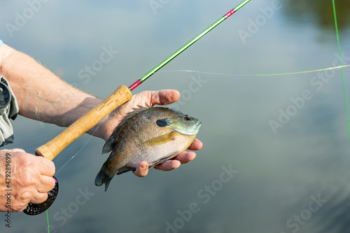 Fisherman holding fishing rod and bluegill fish