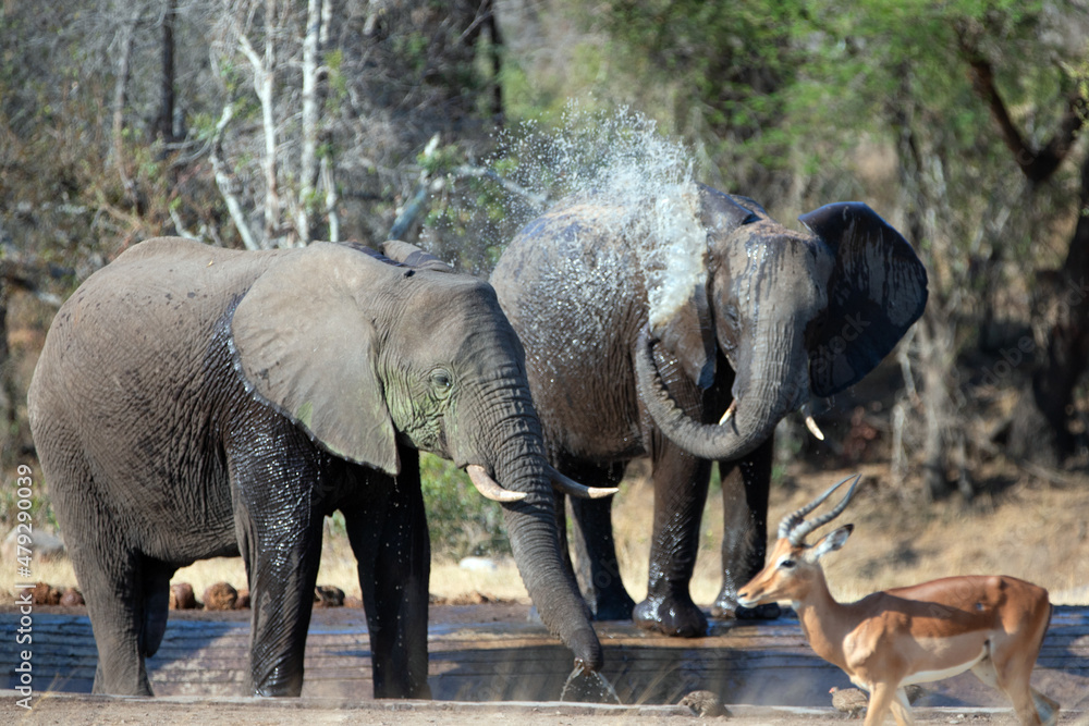 Fototapeta premium African Elephants spraying water in Kruger National Park in South Africa RSA