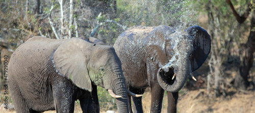 African Elephants spraying water at the waterhole in Kruger National Park in South Africa RSA