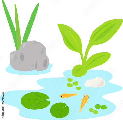 メダカと水草、池