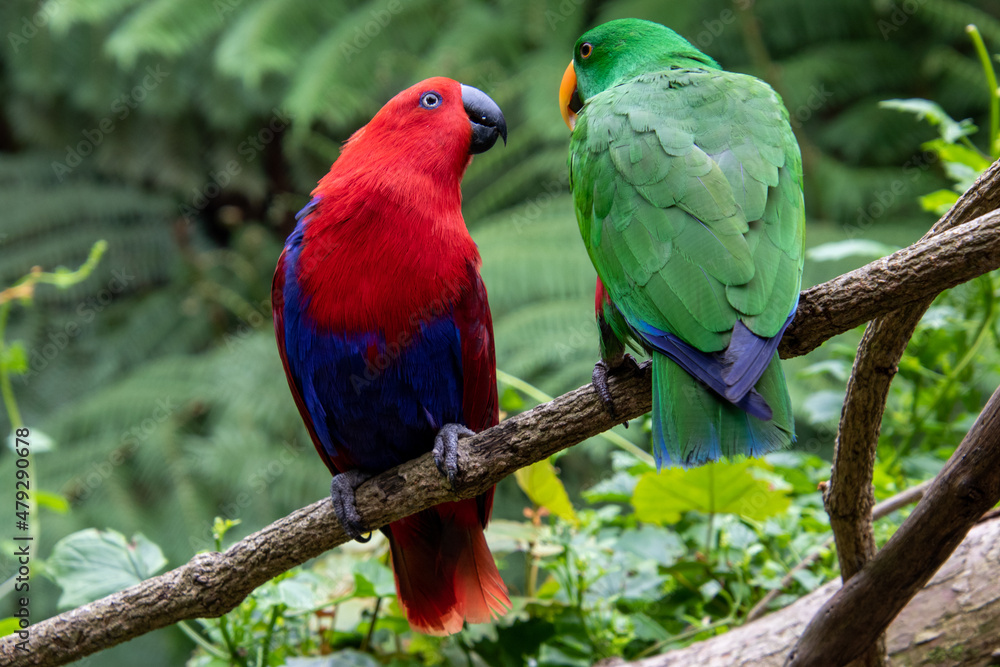 Obraz premium Exotic birds to be seen at the Birds of Eden Sanctuary on the Garden Route outside Plettenberg Bay in South Africa