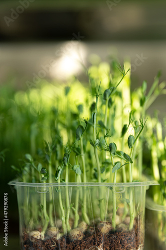 Green pods of sprouted peas on a light background. Superfood.