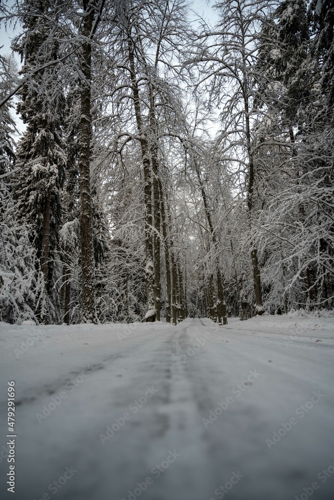 Small local road in winter forest in Finland (Scandinavian forest) Small local road in winter forest in Finland (Scandinavian forest)