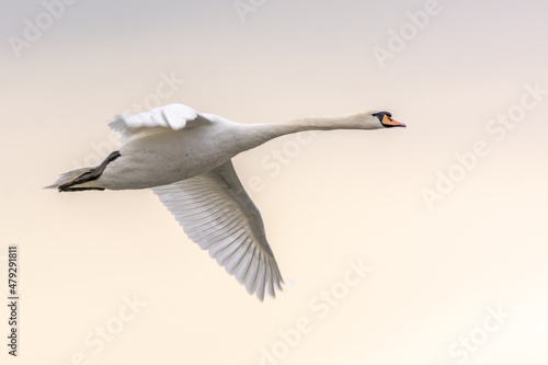 Fototapeta Naklejka Na Ścianę i Meble -  Mute swan in flight in spring. (Cygnus olor).