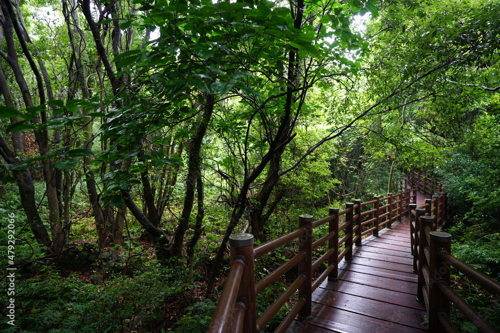 a thick wild forest with rainy pathway