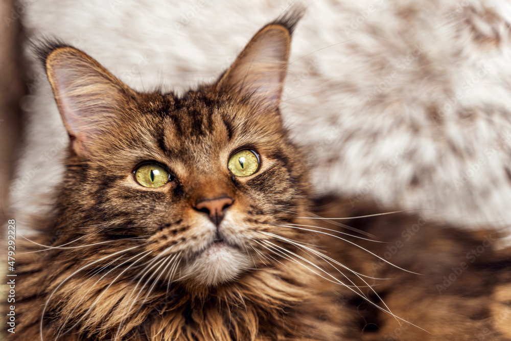 Cat portrait, close-up. Beautiful Maine Coon cat looking at the camera, copy space. Selective focus on eyes Cat portrait, close-up. Beautiful Maine Coon cat looking at the camera, copy space. Selective focus on eyes