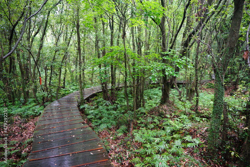 Obraz premium mossy trees and boardwalk in the rainy forest