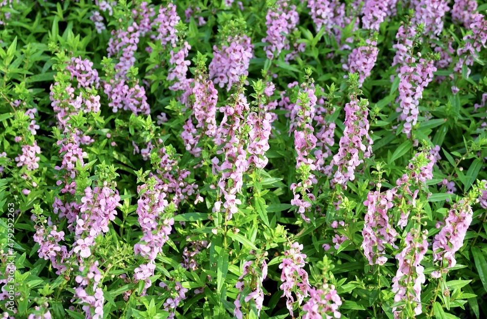 Pink and Purple Sage Flowers or Salvia Officinalis Flowers Pink and Purple Sage Flowers or Salvia Officinalis Flowers