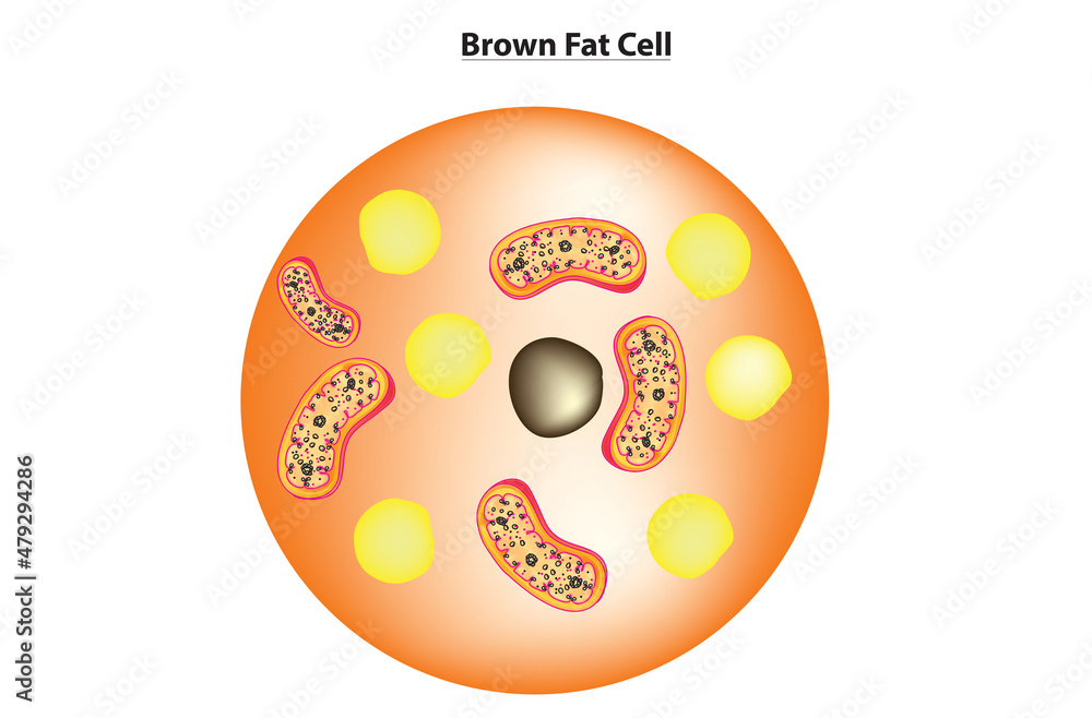 Structural anatomy of Brown Fat Cell, brown adipose tissue Stock Vector Adobe Stock