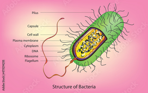 labeled anatomy of bacillus bacteria