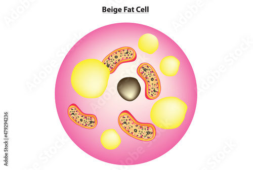 beige fat cell structure (features midway between white and brown, Beige Adipocytes)