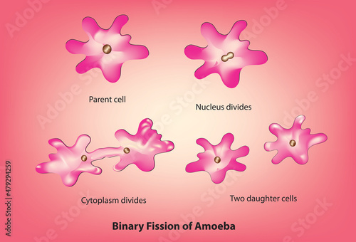Binary fission of amoeba reproduces through binary fission