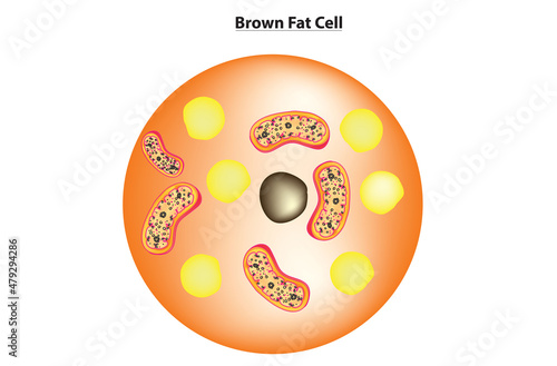 Structural anatomy of Brown Fat Cell, brown adipose tissue