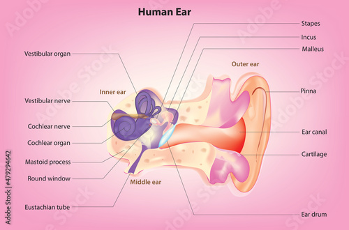 The structure of the human ears (Anatomy of the ear) photo