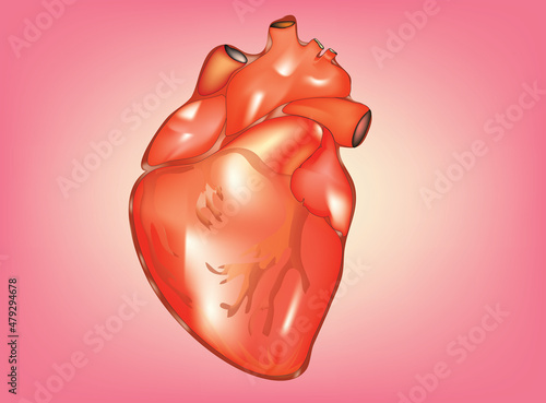 human heart anatomy model (epicardium, myocardium, endocardium)