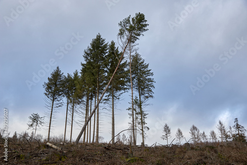 fallen trees around some sigle ones as symbold for damaged forest by drought and bark beetle photo