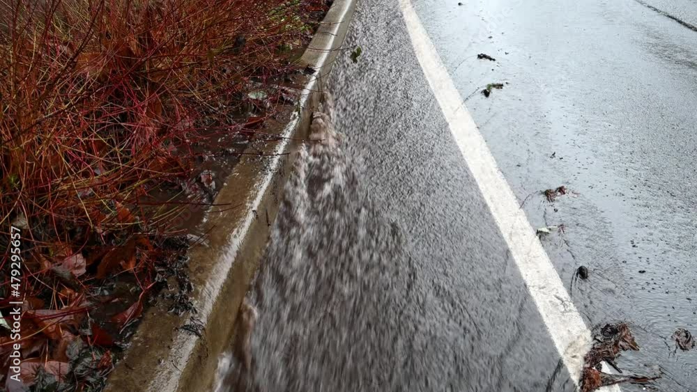 Rainwater flooding down a residential street and sidewalk median planted with hardy plants
Rainwater flooding down a residential street and sidewalk median planted with hardy plants