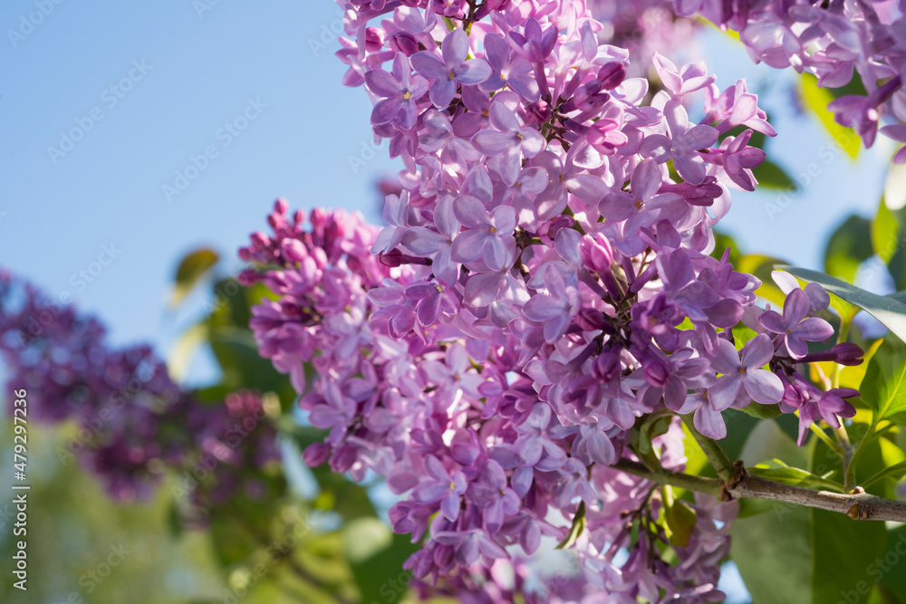 Newly bloomed lilacs. 